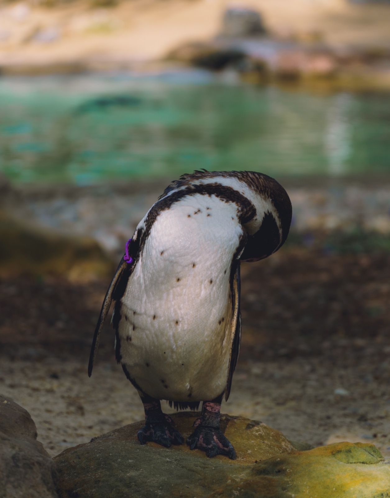 A Penguin Grooming